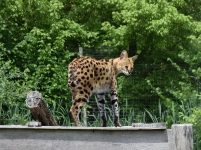 Afri&scaron;ka divja mačka oziroma serval.