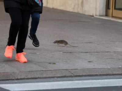 podgana 05.12.2021., Rijeka - Stakor u centru grada preplasio prolaznice. Photo: Goran Kovacic/PIXSELL