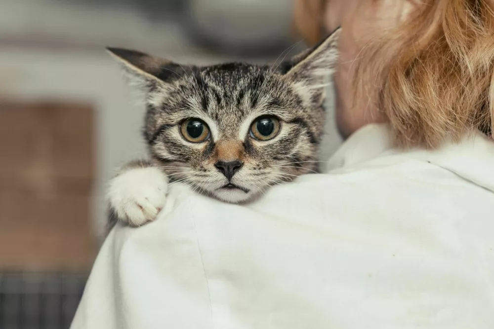 Small, frightened kitten into the hands of the physician of the shelter for homeless animals / Foto: Okssi68