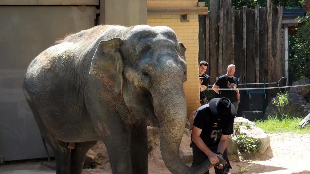 13.08.2025 -živalski vrt Ljubljana Zoo, slon Ganga, 50 letFoto: Tomaž Skale / Foto: 