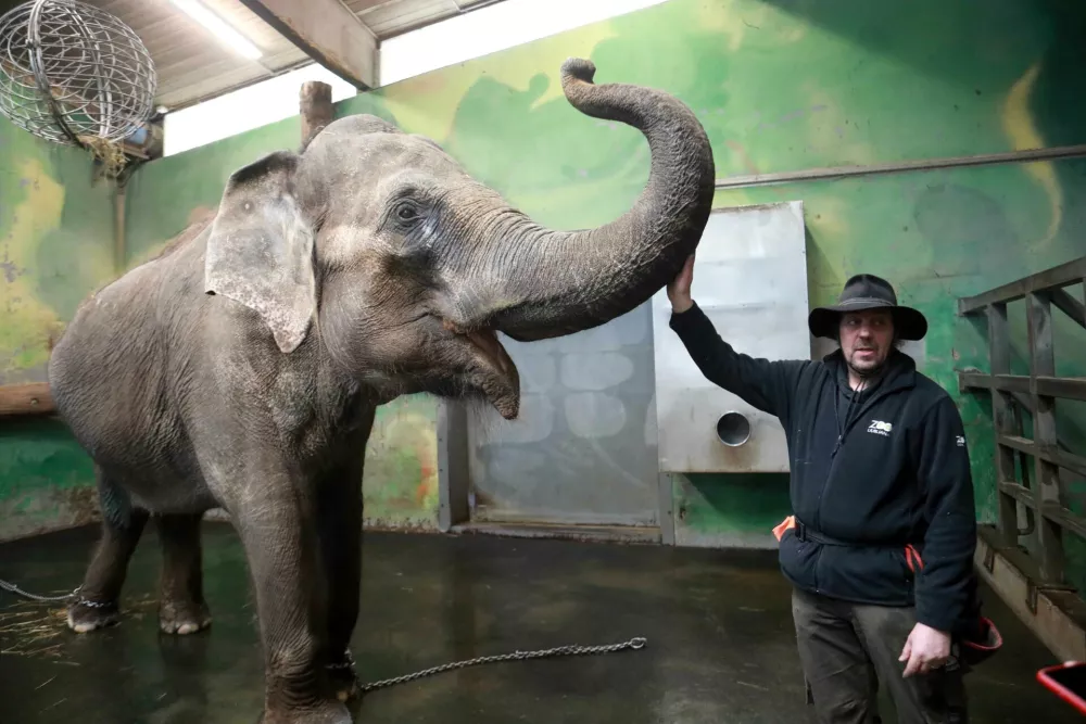 21.02.2025 - Živalski vrt, slon Ganga star 50 letFoto: Tomaž Skale / Foto: 