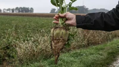 sladkorna pesa- 04.10.2017 - nekdanja Tovarna sladkorja Ormož (TSO) v likvidaciji - Skupina Agrana-Studen je kupila pakirni center, silos in skladi&scaron;ča kjer ima hčerinsko podjetje Agragold trgovina pakirno-logistični center sladkorja za oskrbovanje trgov EU in Zahodnega Balkana.//FOTO: Luka Cjuha.OPOMBA: DNEVNIKOV OBJEKTIV - REPORTAŽA 2017 / Foto: Luka Cjuha