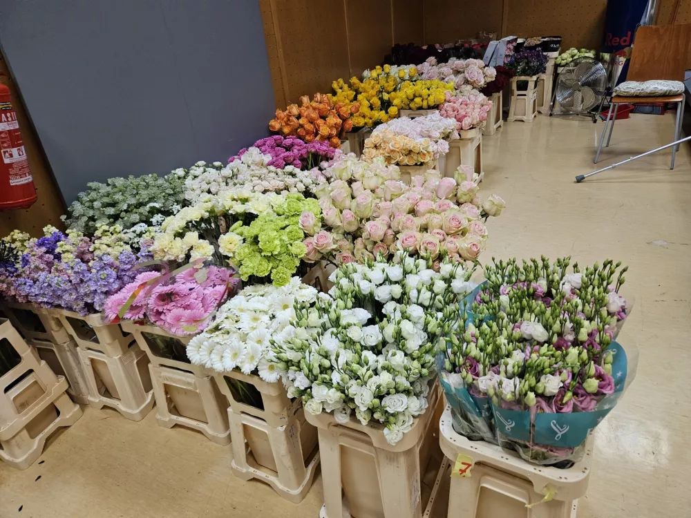 Slovenj Gradec, MKC.Koroski florist Zan Zolger je v prostorih MKC v Slovenj Gradcu ob 8. uri zacel cvetlicni maraton, v katerem namerava 24 ur izdelovati sopke in s tem postaviti Guinnessov rekord v izdelovanju sopkov.Za podvig pripravljeno cvetje.