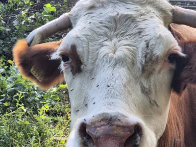 govedo, bolezen modrikasti jezik. Foto: UVHVVR
