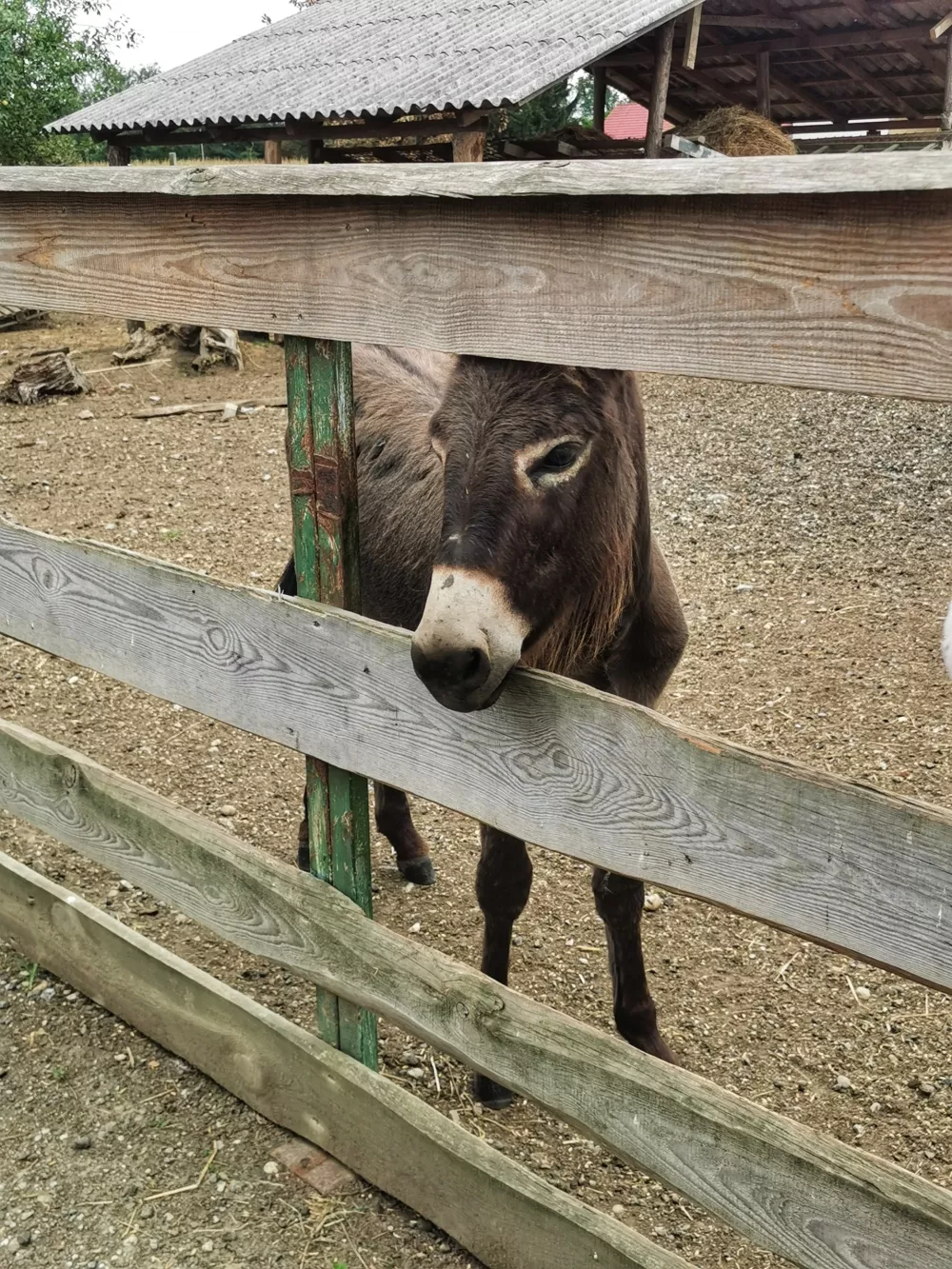 Otožni osliček za ogrado / Foto: Miha First