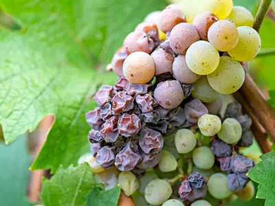 Noble rot of a wine grape, botrytised grapes / Foto: Sonsam