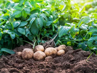 Slika je simbolična. / Foto: Istock