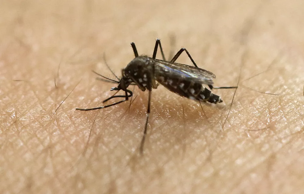 FILE - In this Jan. 18, 2016, file photo, a female Aedes aegypti mosquito acquires a blood meal on the arm of a researcher at the Biomedical Sciences Institute in the Sao Paulo's University in Sao Paulo, Brazil. The Aedes aegypti can spread the Zika virus, which is spreading in parts of Latin America and the Caribbean and usually causes a mild illness but is now suspected in an unusual birth defect and possibly other health issues. (AP Photo/Andre Penner, File)