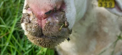 Država je boj z modrikastim jezikom naprtila rejcem