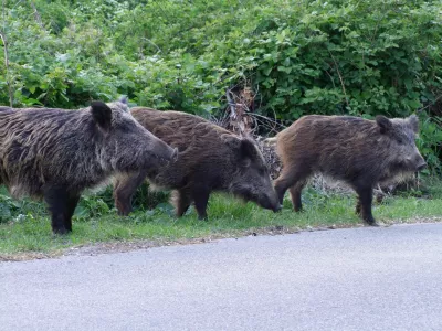 Ferlugi 03-05-2009 - Marjasci