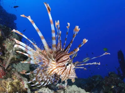Plamenka je strupena riba, ki prihaja iz Indijskega oceana. Nevarna nam je le, če se zbodemo na njenih bodicah. Opazili so jo v bližini hrva&scaron;kega otoka Mljet. 