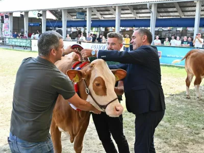 Zaradi &scaron;irjenja bolezni modrikastega jezika bo razstava živali na leto&scaron;nji Agri okrnjena. F arhiv Pomurskega sejma 