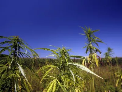 -Konoplja-Prekmurje, reportaža//FOTO: Bojan VelikonjaOPOMBA: ZA OBJAVO ZA OBJAVO V PRILOGI &ndash; DNEVNIKOV OBJEKTIV - REPORTAŽA