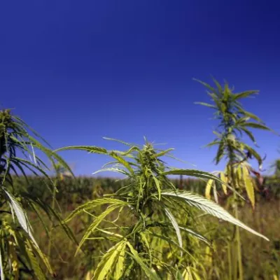 -Konoplja-Prekmurje, reportaža//FOTO: Bojan VelikonjaOPOMBA: ZA OBJAVO ZA OBJAVO V PRILOGI – DNEVNIKOV OBJEKTIV - REPORTAŽA