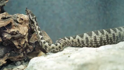 Poleg modrasa (na sliki) sta pri nas strupena &scaron;e navadni in la&scaron;ki gad. 