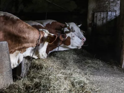 Krave, &scaron;tala, živinoreja.- 25.03.2023 &ndash; Zgornje Gameljne - Kmetija Franca Junkerja - &scaron;esto&scaron;olec Aleksej po pouku najraje obi&scaron;če Frančevo kmetijo in mu pomaga pri oskrbi krav in drugih kmečkih opravilih - //FOTO: Bojan Velikonja