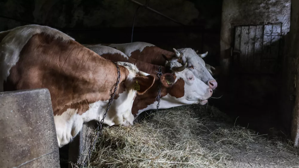 Krave, &scaron;tala, živinoreja.- 25.03.2023 &ndash; Zgornje Gameljne - Kmetija Franca Junkerja - &scaron;esto&scaron;olec Aleksej po pouku najraje obi&scaron;če Frančevo kmetijo in mu pomaga pri oskrbi krav in drugih kmečkih opravilih - //FOTO: Bojan Velikonja