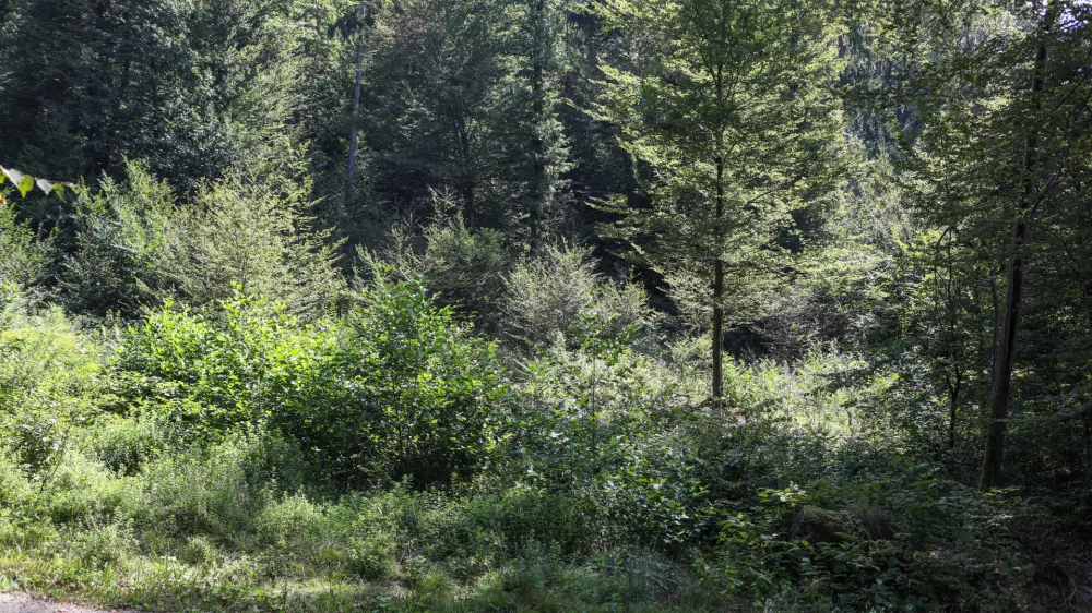  - Pomlajen gozd, - 13.08.2025. - Vodeni ogled območja poseka dreves na Rožniku s predstavniki Zavoda za gozdove in občine Ljubljana. //FOTO: Bojan Velikonja