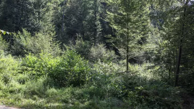  - Pomlajen gozd, - 13.08.2025. - Vodeni ogled območja poseka dreves na Rožniku s predstavniki Zavoda za gozdove in občine Ljubljana. //FOTO: Bojan Velikonja