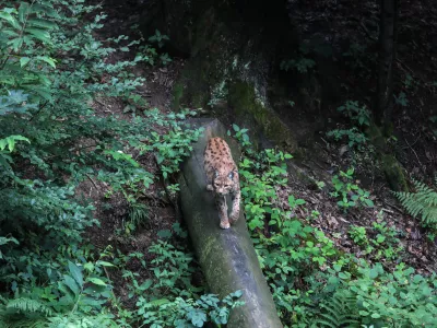 ris- 12.07.2018 &ndash; ZOO - Živalski vrt Ljubljana - živali, ki se skrivajo //FOTO: Jaka Gasar