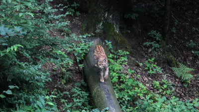 ris- 12.07.2018 &ndash; ZOO - Živalski vrt Ljubljana - živali, ki se skrivajo //FOTO: Jaka Gasar