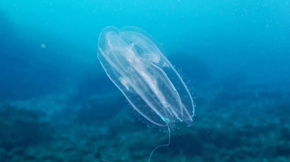 Rebrača v Jadranskem morju. Fotografija je nastala v Tela&scaron;ćici.