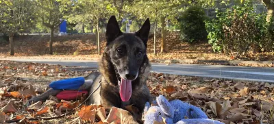 Lairy, belgijski ovčar, ki so ga rešili izpod Male Osojnice, na poti domov v Francijo