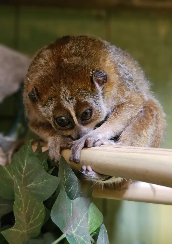 pritlikavi počasni lori Mai / Foto: Tropska Hi&scaron;a