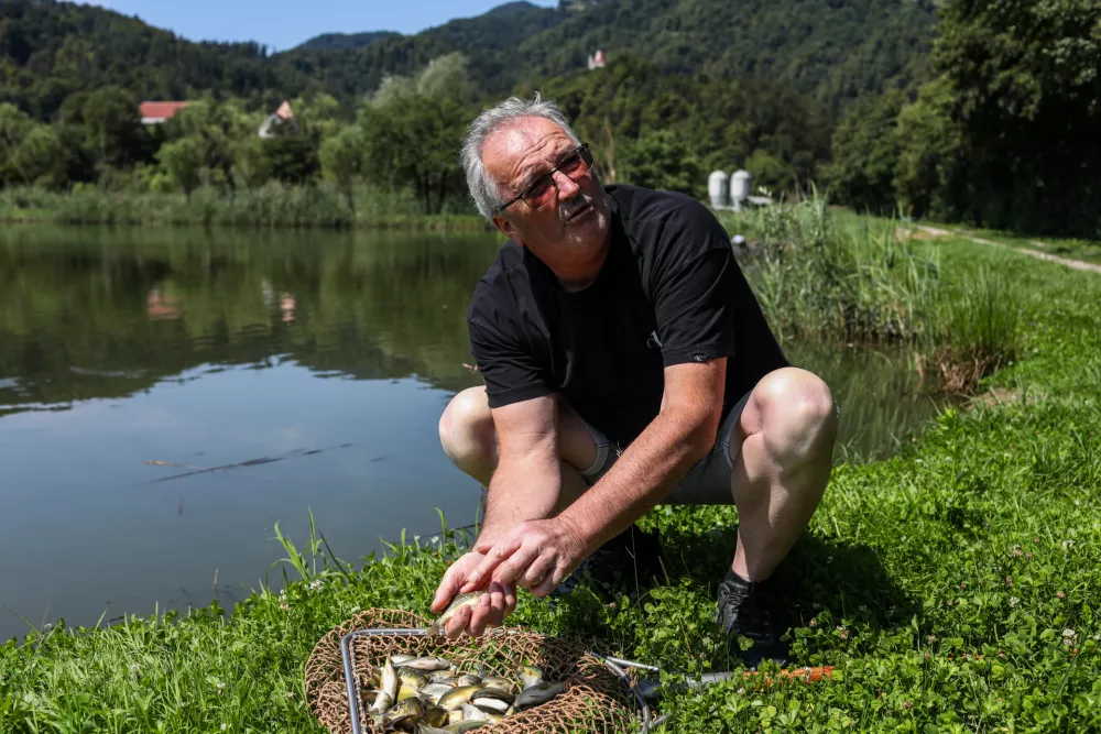 - Marko Hrovat,- krapi mladice,- Ribogojnica v Podvrhu, - Ribogojnica Žalec Marko Hrovat s.p.- 07.08.2025. - Reportaža o vzgoji in uživanju ribe krap.//FOTO: Bojan Velikonja / Foto: Bojan Velikonja