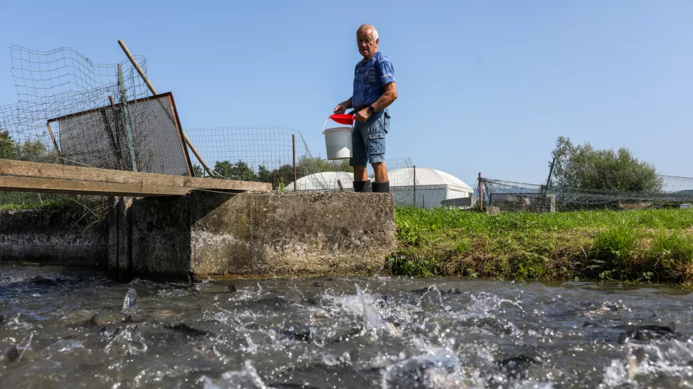 - pastrvi, - Ribogojnica Žalec Marko Hrovat s.p.- 07.08.2025. - Reportaža o vzgoji in uživanju ribe krap.//FOTO: Bojan Velikonja / Foto: Bojan Velikonja