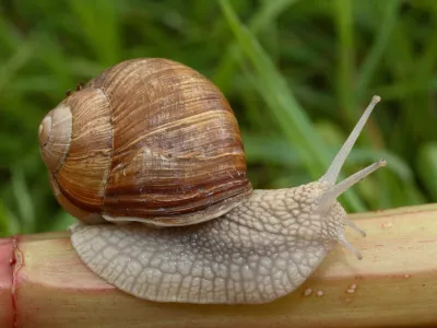 helix pomatia, polž