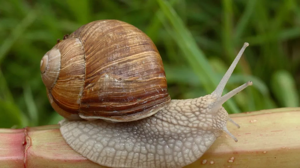 helix pomatia, polž