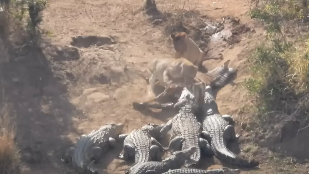 Boj za hrano / Foto: Zajem Zaslona