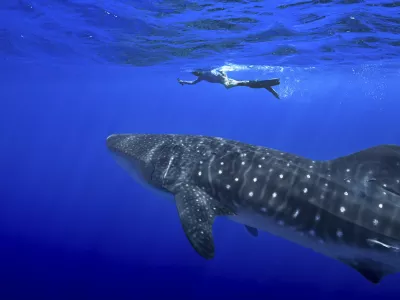 A person swims near a whale shark off the coast of St. Helena in the South Atlantic Ocean in February 2025. (AP Photo/Flora Tomlinson-Pilley)