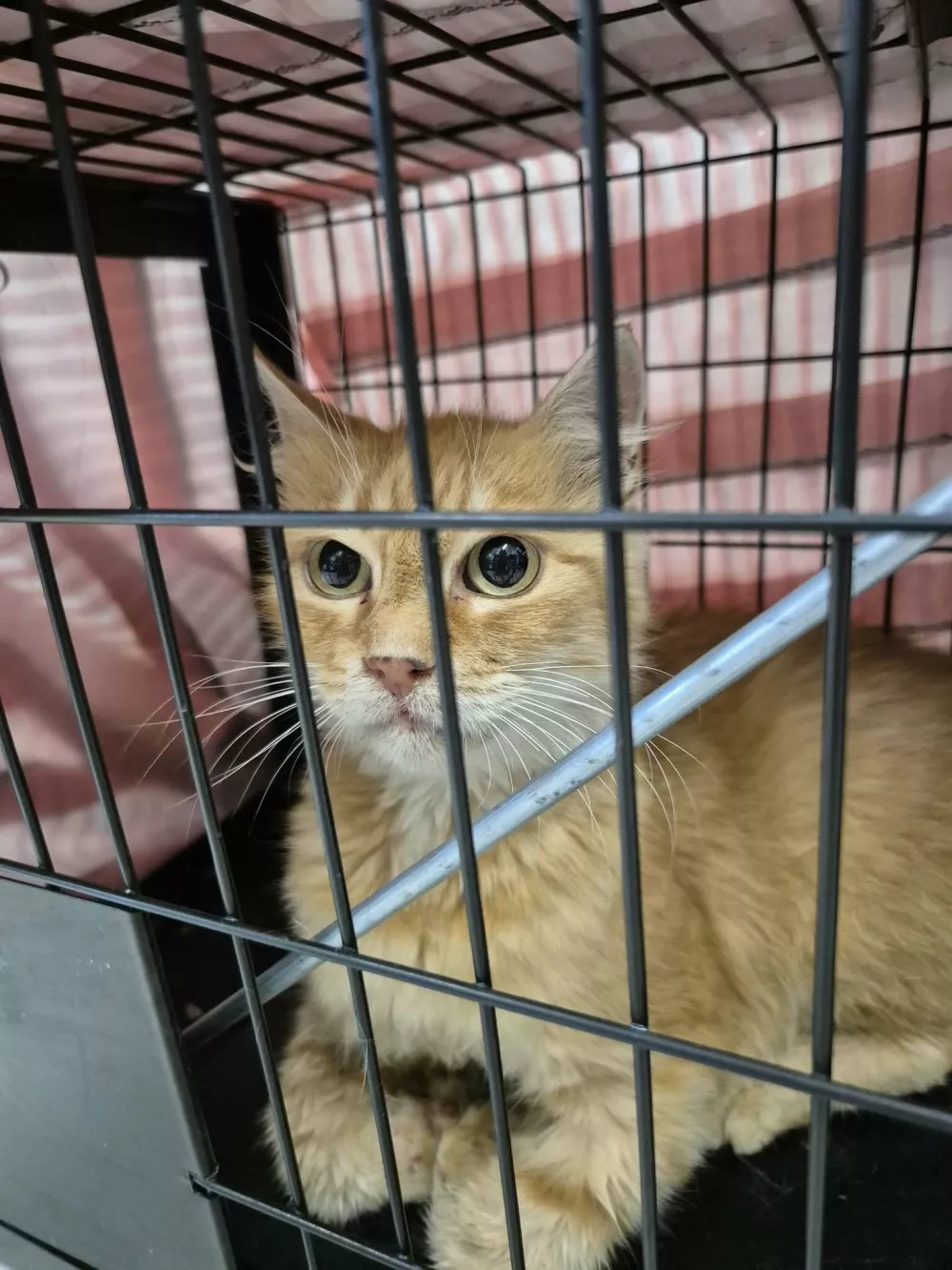 Mačja hi&scaron;a: lani na&scaron;li 344 zapu&scaron;čenih živali