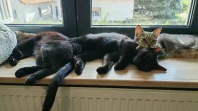 Mačja hiša: lani našli 344 zapuščenih živali