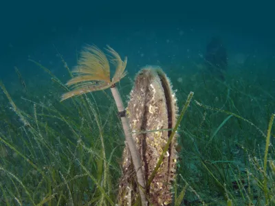 veliki le&scaron;čur in cevkar 