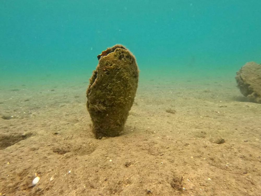 veliki le&scaron;čur 