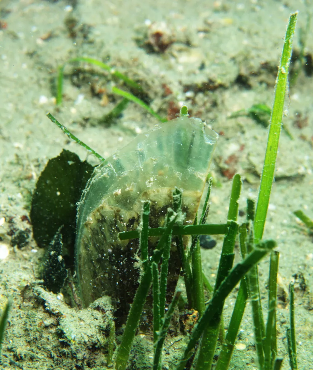 &raquo;Prav zato smo tudi pri nas, preventivno  preselili 75 le&scaron;čurjev iz Portoroža v &Scaron;kocjanski zatok. Po poročanju od drugod bi lahko lagune bile tisto okolje, kjer parazit ni prisoten oz. se ni sposoben tako namnožit, da bi povzročil pogine. Tako so na nekaterih območjih kjer je le&scaron;čur v morski vodi popolnoma izginil na&scaron;li omejene populacije v lagunah, ki so pomor preživele,&laquo;