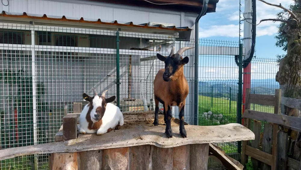 Med &scaron;tevilnimi domačimi živalmi sta pravi ljubljenki tudi ob kozici. 
