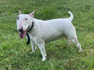 Maribor, bulterierka Madona. Foto: Facebook AniMa - Animals Matter