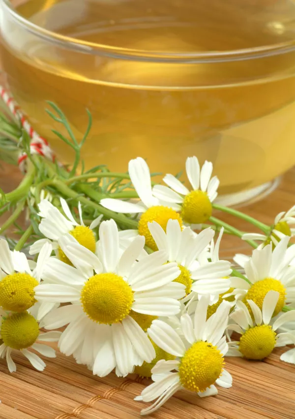 Kamillentee, Kamille, german chamomile, echte Kamille, Matricaria, Camomile, Chamomilla recutita, Camomilla comune, Tee, Getr&auml;nk, Hei&szlig;getr&auml;nk, Anwendung, Kr&auml;utertee, Heiltee, Aufgu&szlig;, Gesundheitstee, Heiltee, tea, drink, hot drink, use, herbtea, herb-tea, medicinal tea, tč, infuso, tisana, Teetasse, Tasse, Bl&uuml;ten, blossom, Bl&uuml;te, blossoms, fiore, fiori, Heilkr&auml;uter, Heilkraut, Alternativmedizin, Arznei, Arzneimittel, Arzneipflanze, Hausmittel, Kr&auml;uter, Naturheilkunde, erba, erba medicinale, pianta medicinale, offizinal, Phytopharmazie, Phytotherapie, phytotherapeutisch, Heilpflanzen, Pflanze, Botanik, Heilkraft, Heilkr&auml;fte, Heilpflanzenkunde, Hom&ouml;opathie, hom&ouml;opatisch, Klostermedizin, Heilkraft der Natur, Volksmedizin, medicinal plant, herb / Foto: Bildagentur-online/th-foto