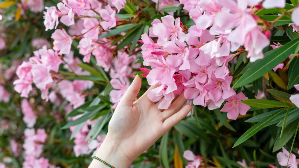 Ta rastlina je naravnost čudovita, toda &hellip; / Foto: Istock