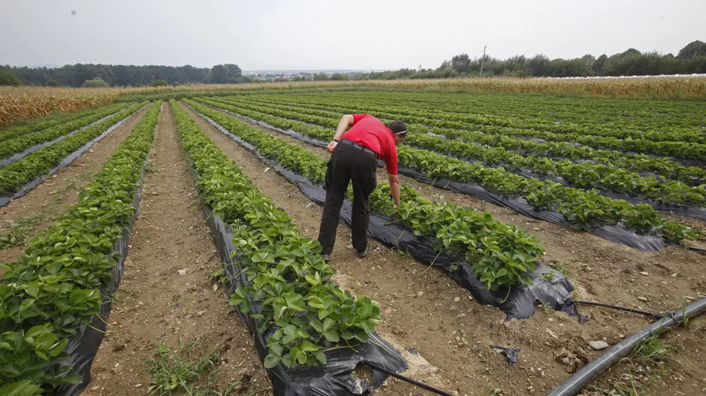 - ilustrativna fotografija - kmetijsko zemlji&scaron;če - polje - jagode / Foto: Luka Cjuha