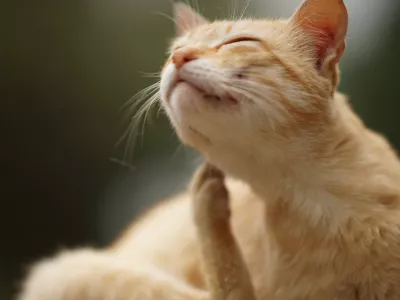 Cat paw scratches behind the ear, outdoor closeup portrait. Fleas and ticks in domestic animals. / Foto: Sony_moon