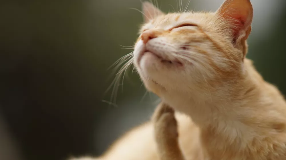 Cat paw scratches behind the ear, outdoor closeup portrait. Fleas and ticks in domestic animals. / Foto: Sony_moon