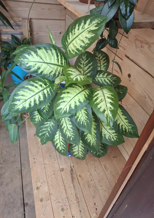 Bi posvojili zavrženo lepotico? Proces posvojitve je daleč od hitrega nakupa