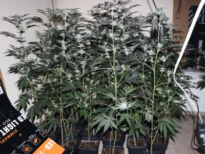 Zakon o konoplji: &ldquo;Edina prava pot je ničelna toleranca&rdquo;