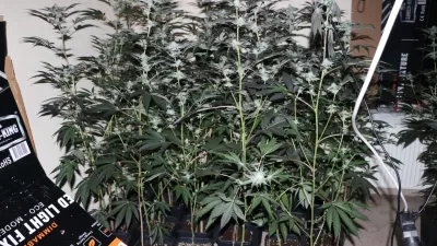 Zakon o konoplji: &ldquo;Edina prava pot je ničelna toleranca&rdquo;