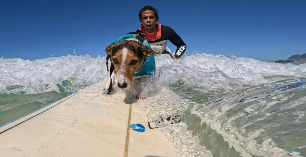old BENJI, a Jack Russell Terrier, rides the waves at Arpoador Beach in Rio de Janeiro. Since catching his first wave two years ago, Benji has become a beloved fixture on Rio&acirc;&euro;s iconic shore, charming both beachgoers and seasoned surfers with his impressive skills.03 Sep 2025Pictured: old BENJI, a Jack Russell Terrier, rides the waves alongside his human, BERNARDO BRAGA at Arpoador Beach in Rio de Janeiro. Since catching his first wave two years ago, Benji has become a beloved fixture on Rio&acirc;&euro;s iconic shore, charming both beachgoers and seasoned surfers with his impressive skills and the remarkable bond he shares with Braga.,Image: 1033870009, License: Rights-managed, Restrictions: NO Argentina, Australia, Bolivia, Brazil, Chile, Colombia, Finland, France, Georgia, Hungary, Japan, Mexico, Netherlands, New Zealand, Poland, Romania, Russia, South Africa, Uruguay, Model Release: no